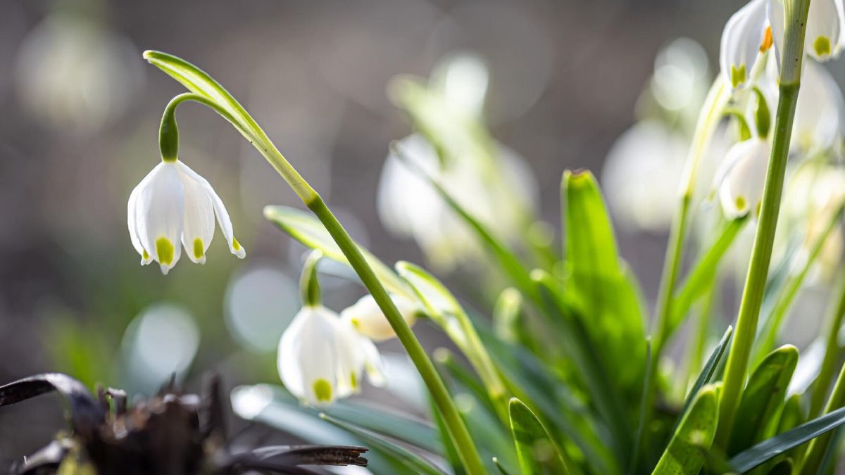 Від 1° морозу до 16° тепла: якою буде погода на Львівщині 26 березня