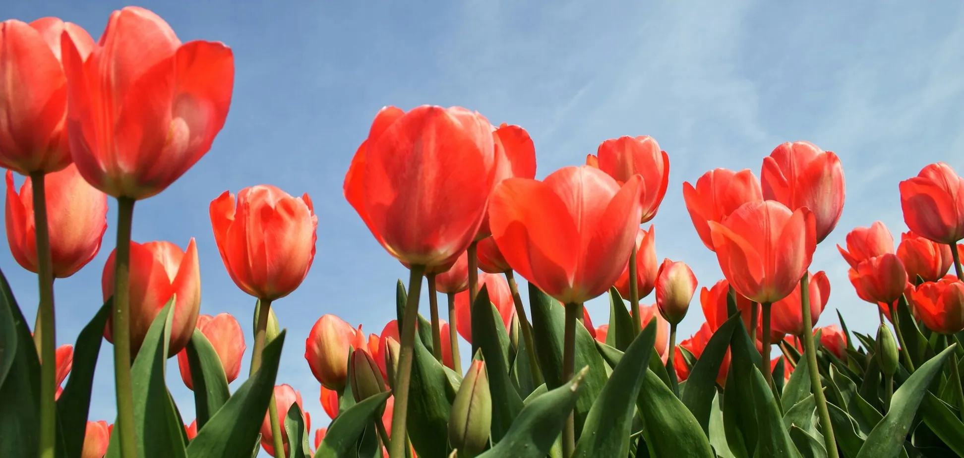 17° тепла та без дощу: якою буде погода на Львівщині 29 березня