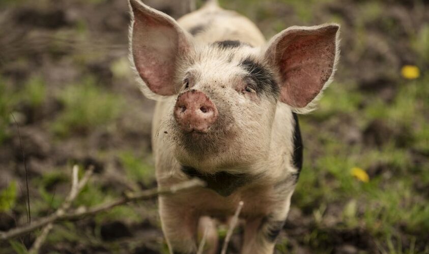 На території Львівського району зафіксували випадок африканської чуми свиней