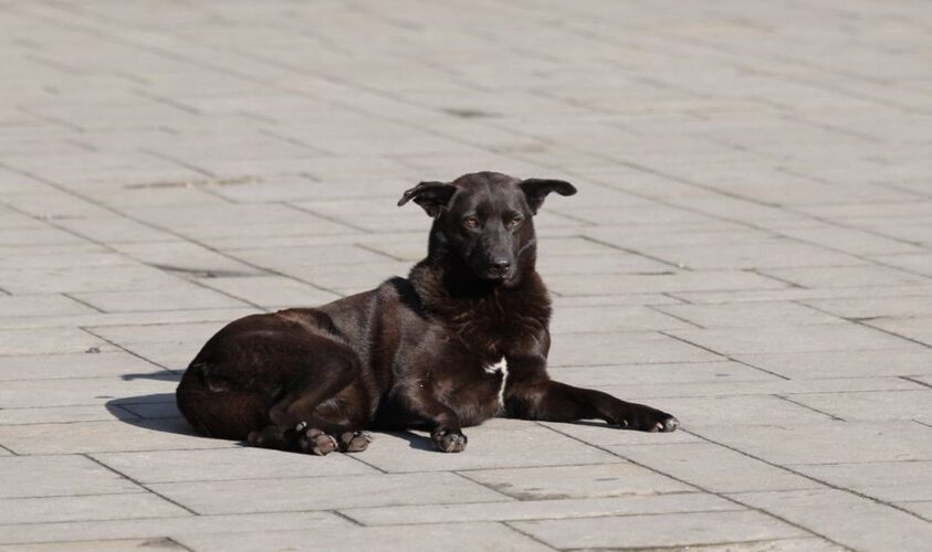 У Львівській громаді запровадили програму регулювання чисельності безпритульних тварин
