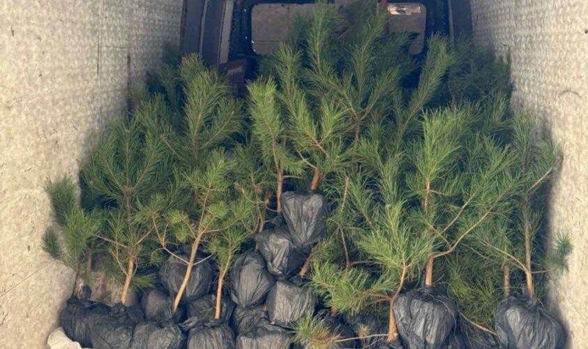 У Малехові на місці колишнього стихійного сміттєзвалища висадили 90 сосен