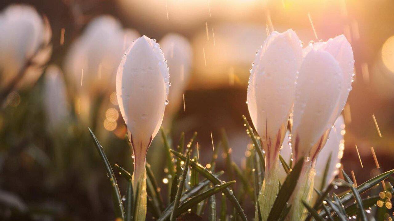 Синоптики розповіли, якою буде погода на Львівщині 11 березня