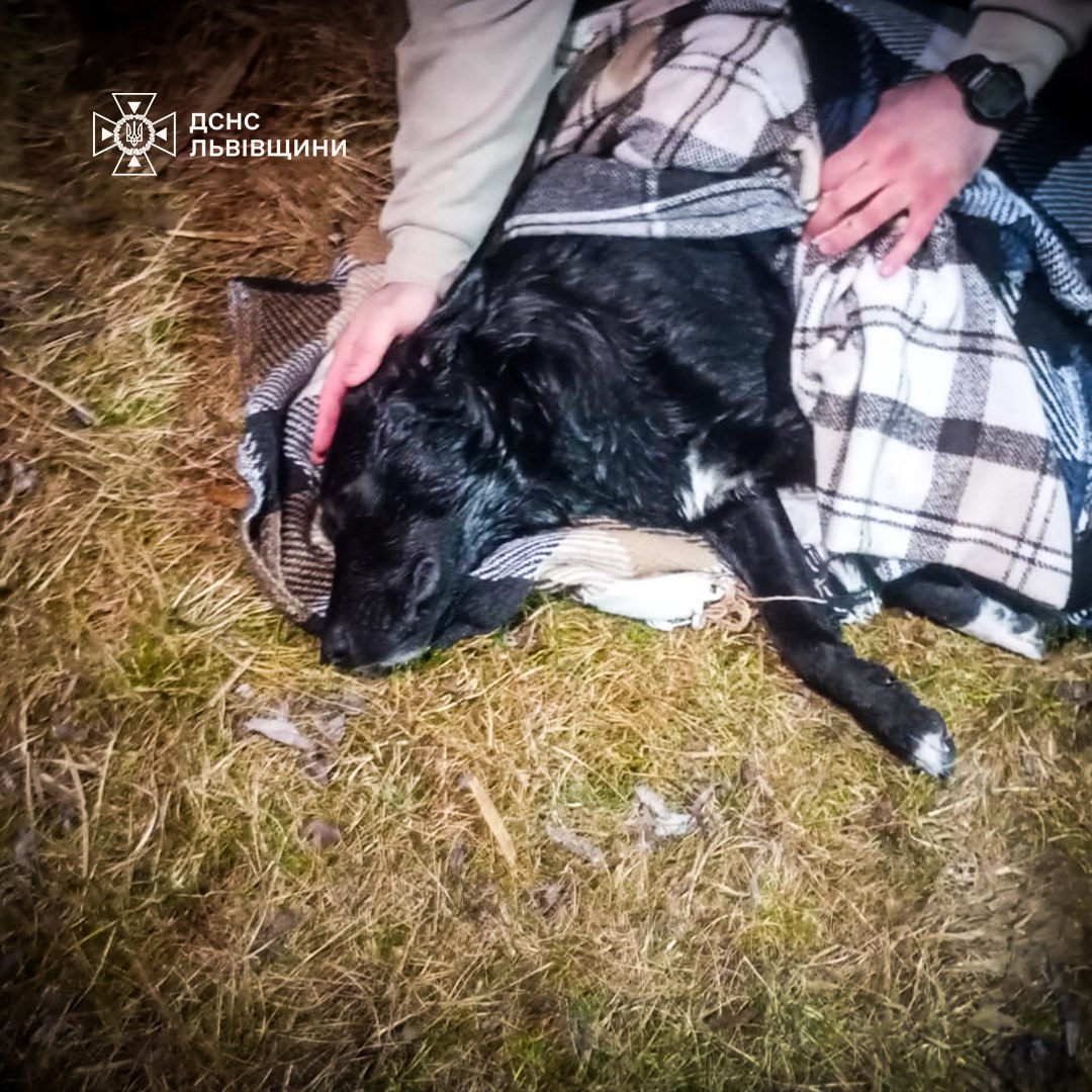 На Львівщині надзвичайники врятували собаку, яка провалилась під кригу на озері