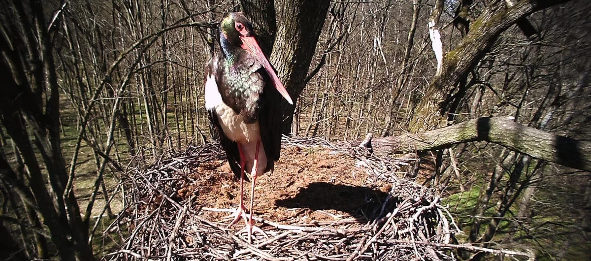 На Львівщині створили охоронну зону для збереження та захисту рідкісних птахів