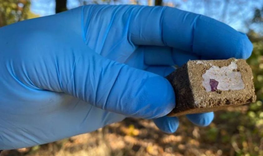 З 1 травня у Львівській громаді вакцинуватимуть від сказу диких тварин