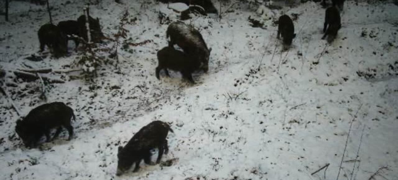 У фотопастку прикордонників на Самбірщині потрапили дикі кабани
