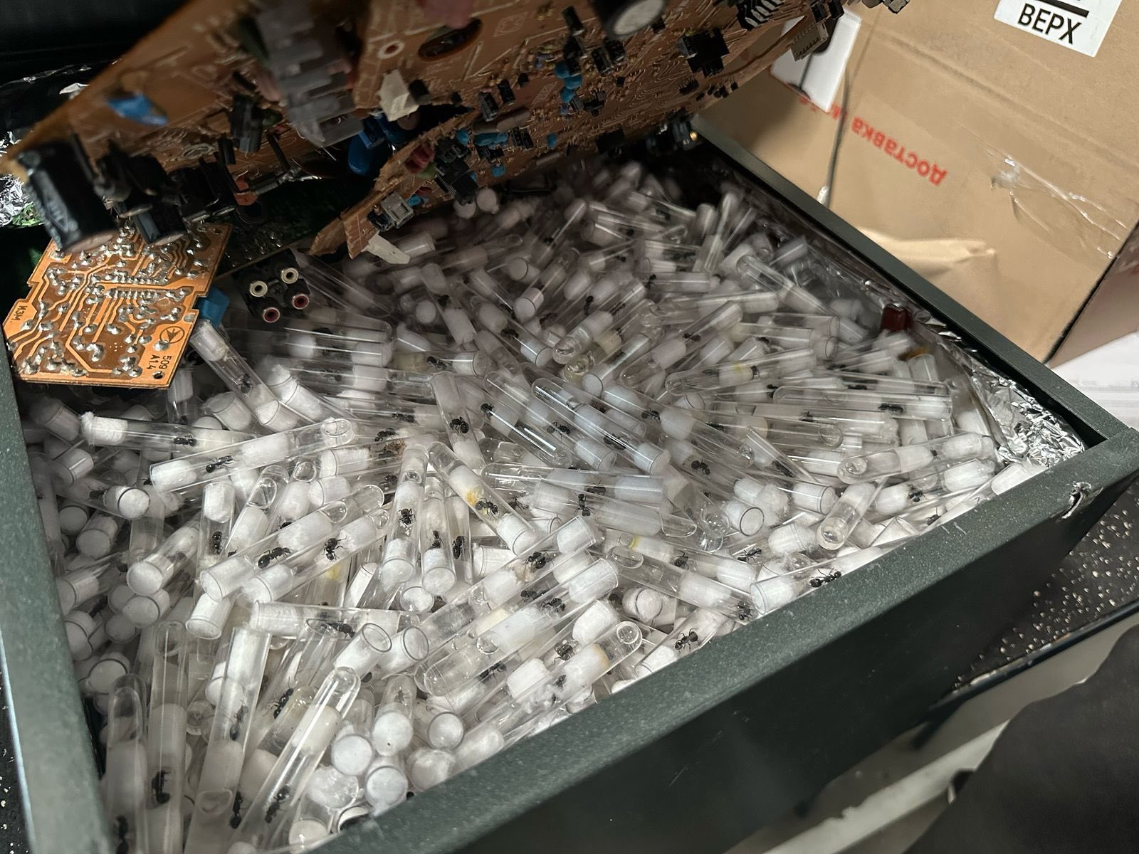 Львівські митники виявили 2580 мурах, яких намагались незаконно переслати до Польщі