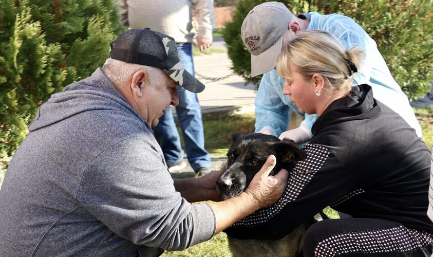 У Гряді вакцинуватимуть котів та собак від сказу: як долучитись