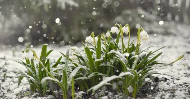 Сніг та 7°тепла: якою буде погода на Львівщині 11 квітня