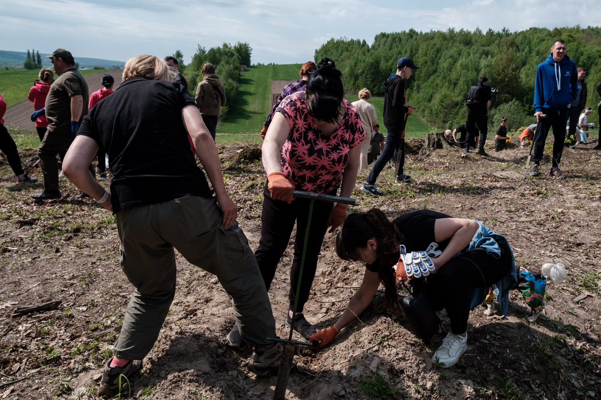 На Львівщині висадили 38 тисяч нових дерев