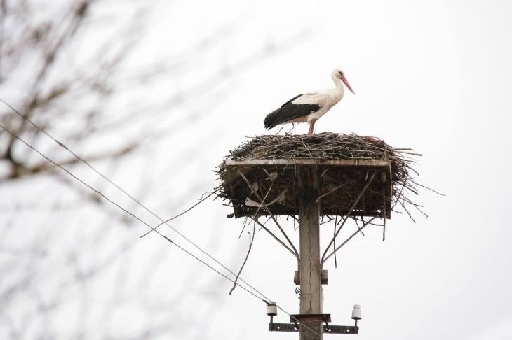 Лелеки на лінії: як мешканці Малехова врятували птахів від струму