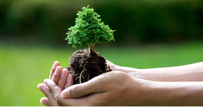 Близько 50 млн гривень виділять на озеленення Львова: найбільше – на Залізничний район міста