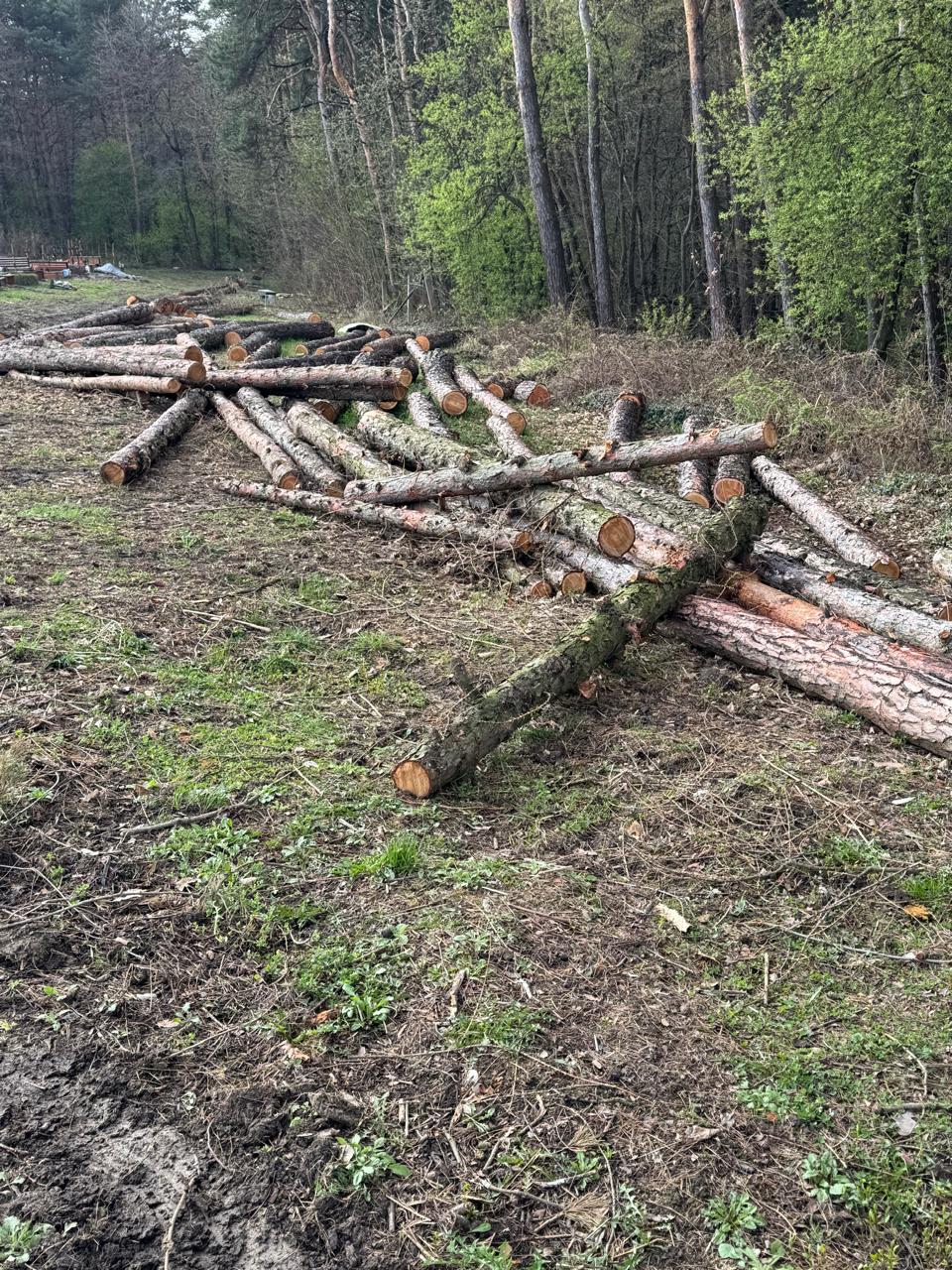 Дерева — в ліс, гроші — в повітря: на Львівщині знову крадуть природу