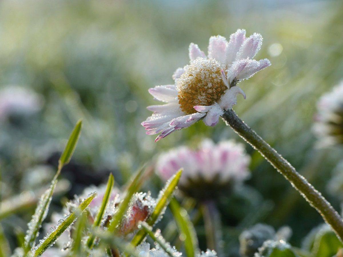На Львівщині завтра очікується сильний заморозок