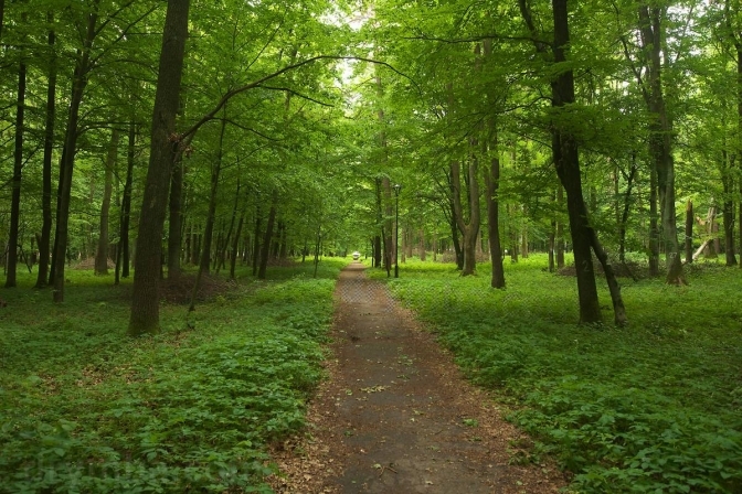 Понад 10 гектарів землі у Львівському районі оформлять під сквери та парки