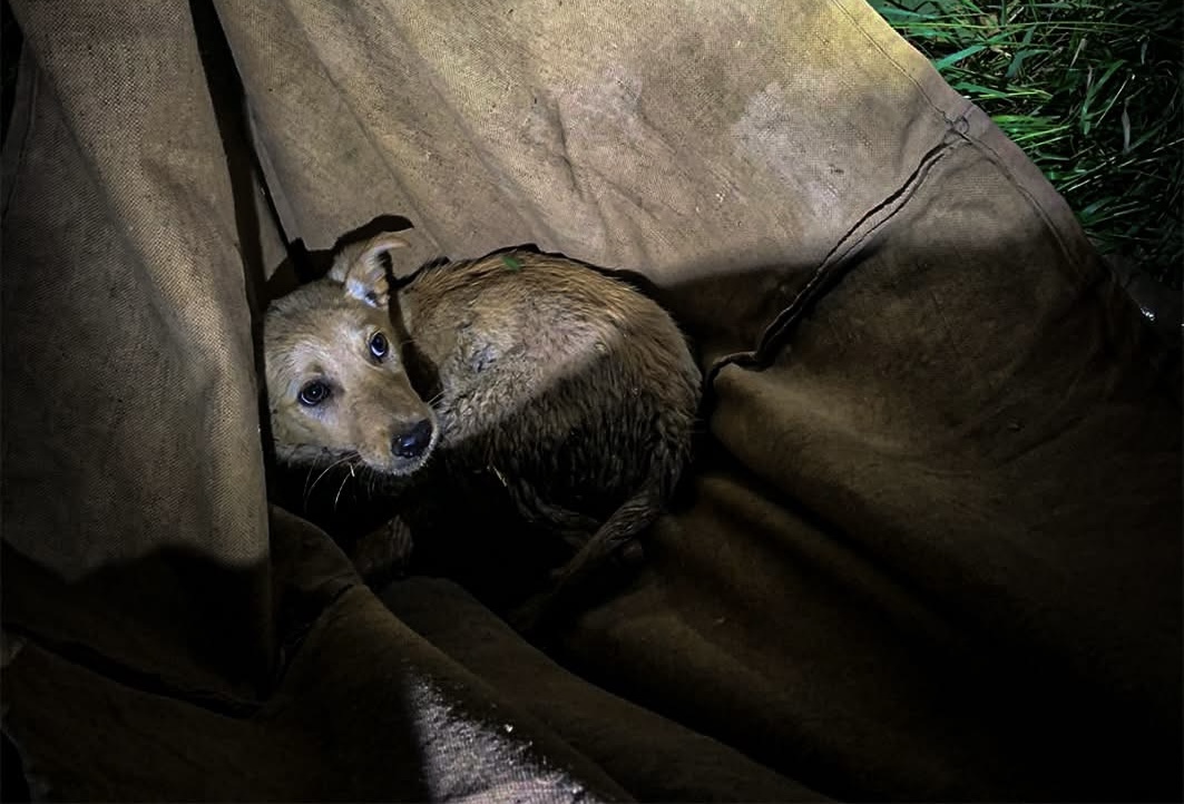 На Львівщині жінка врятувала собаку із переламаними лапами, що лежала у канаві