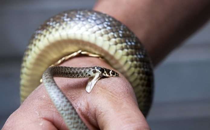 На Самбірщині 20-річного юнака вкусила змія