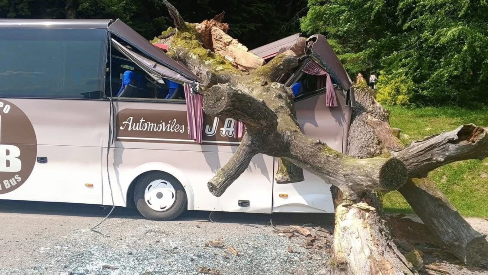 На Львівщині на екскурсійний автобус впало дерево