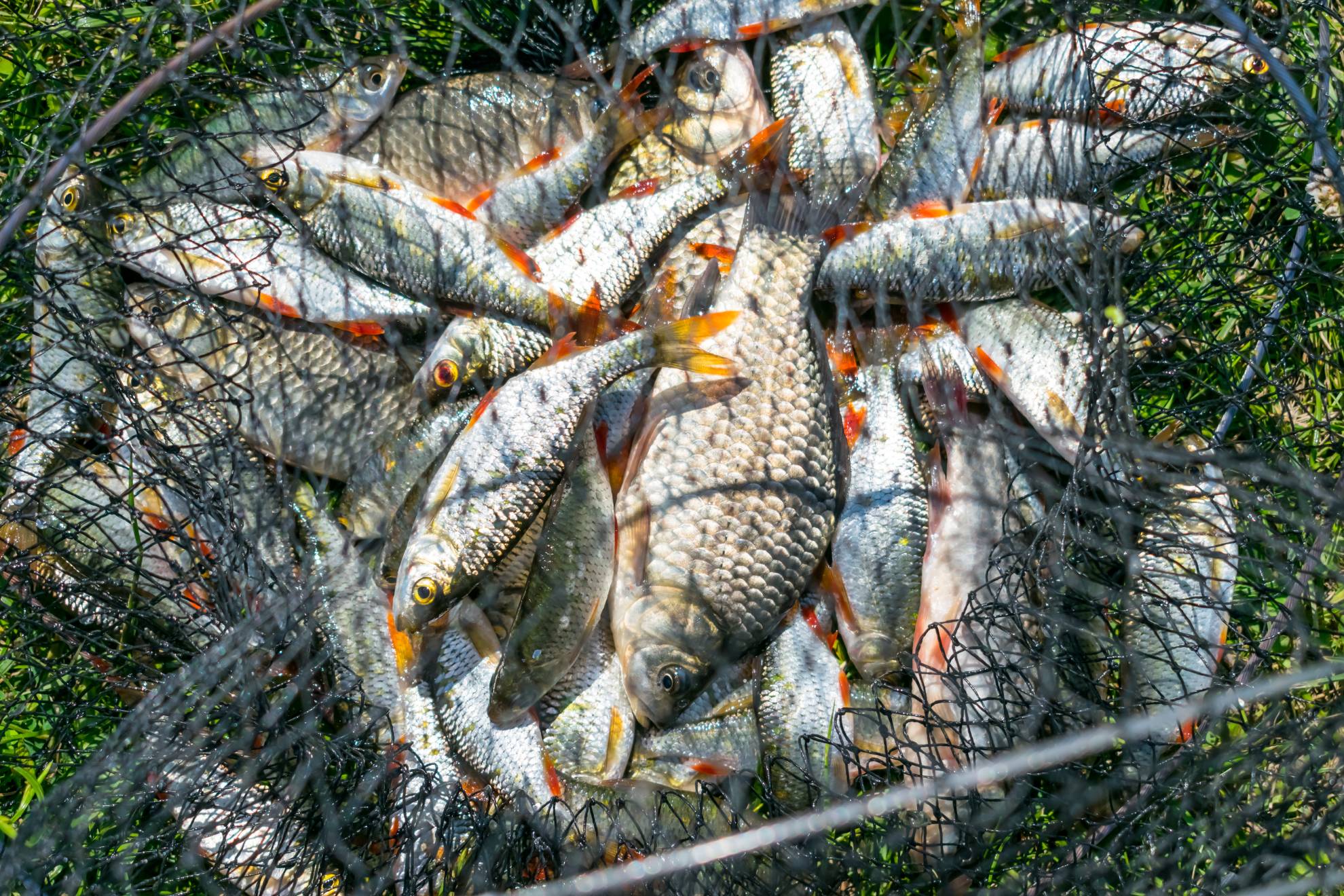 На Львівщині оштрафували рибалок-порушників: 5 кг риби повернули у водойму