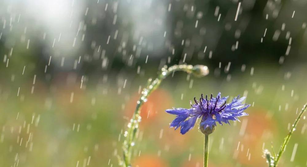 Синоптики розповіли, якою буде погода на території Львівщини 14 червня