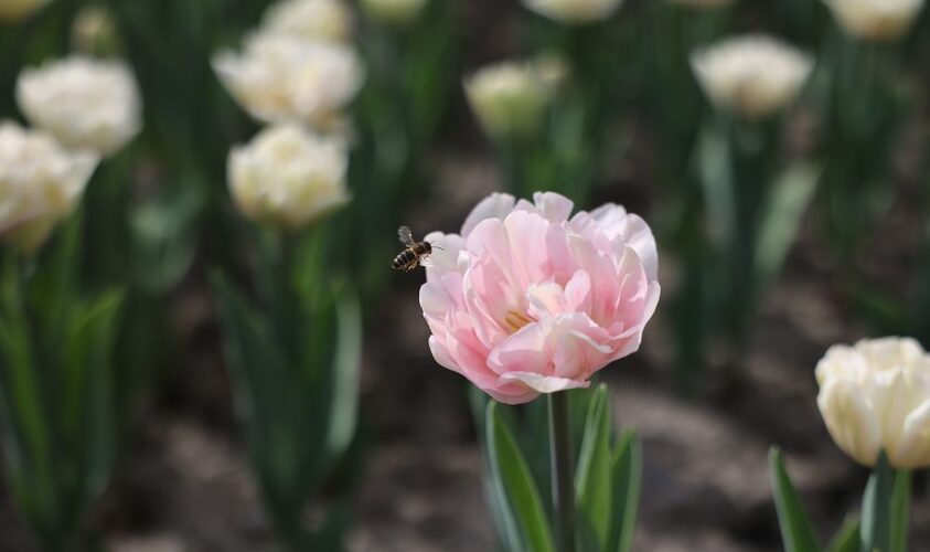 Мешканців Львова запрошують долучитися до висадки квітів у парку Івана Франка