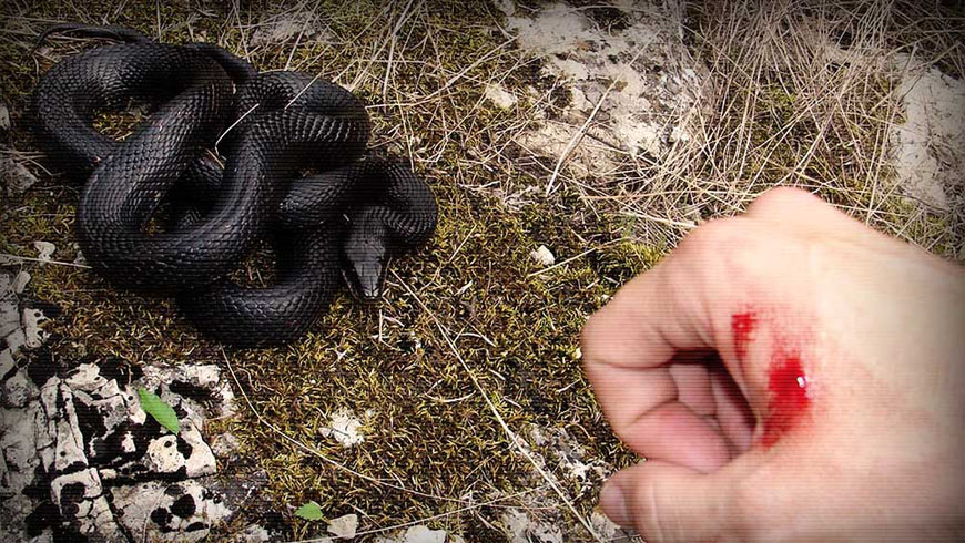 У Сколе жінку з Києва вкусила змія: постраждала в лікарні