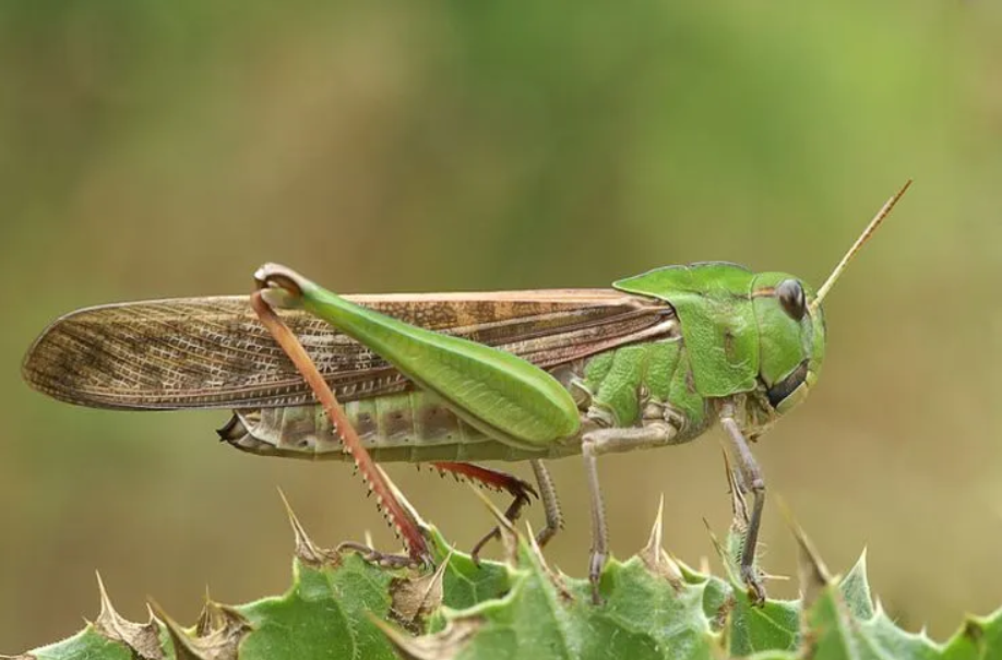 На Львівщині виявили поодинокі випадки сарани