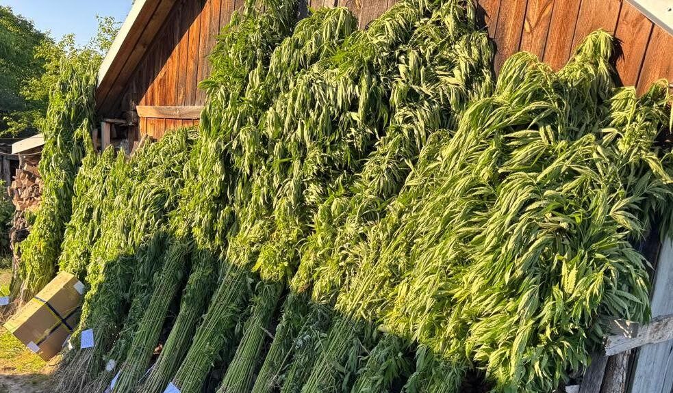 Мешканець Золочівського району виростив понад 2 000 рослин коноплі для продажу наркозалежним