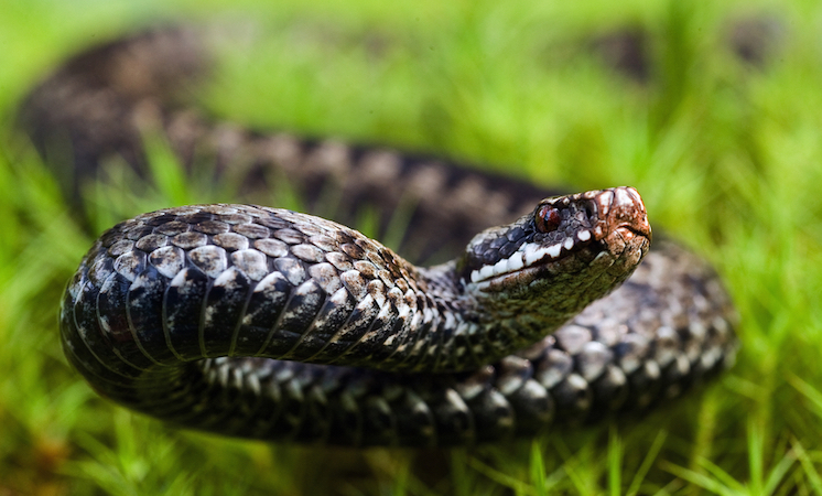 Минулої доби трьох жителів Львівщини вкусила змія: одна із постраждалих – дитина