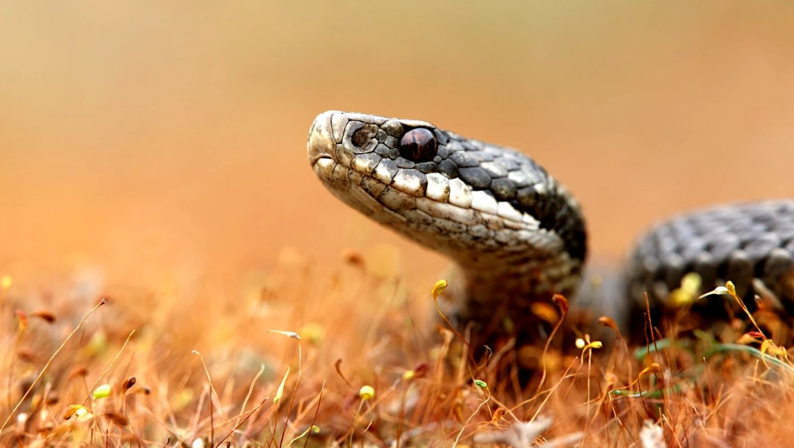 Потрапили в реанімацію: на Львівщині протягом дня 2 липня зафіксували два випадки укусів змій