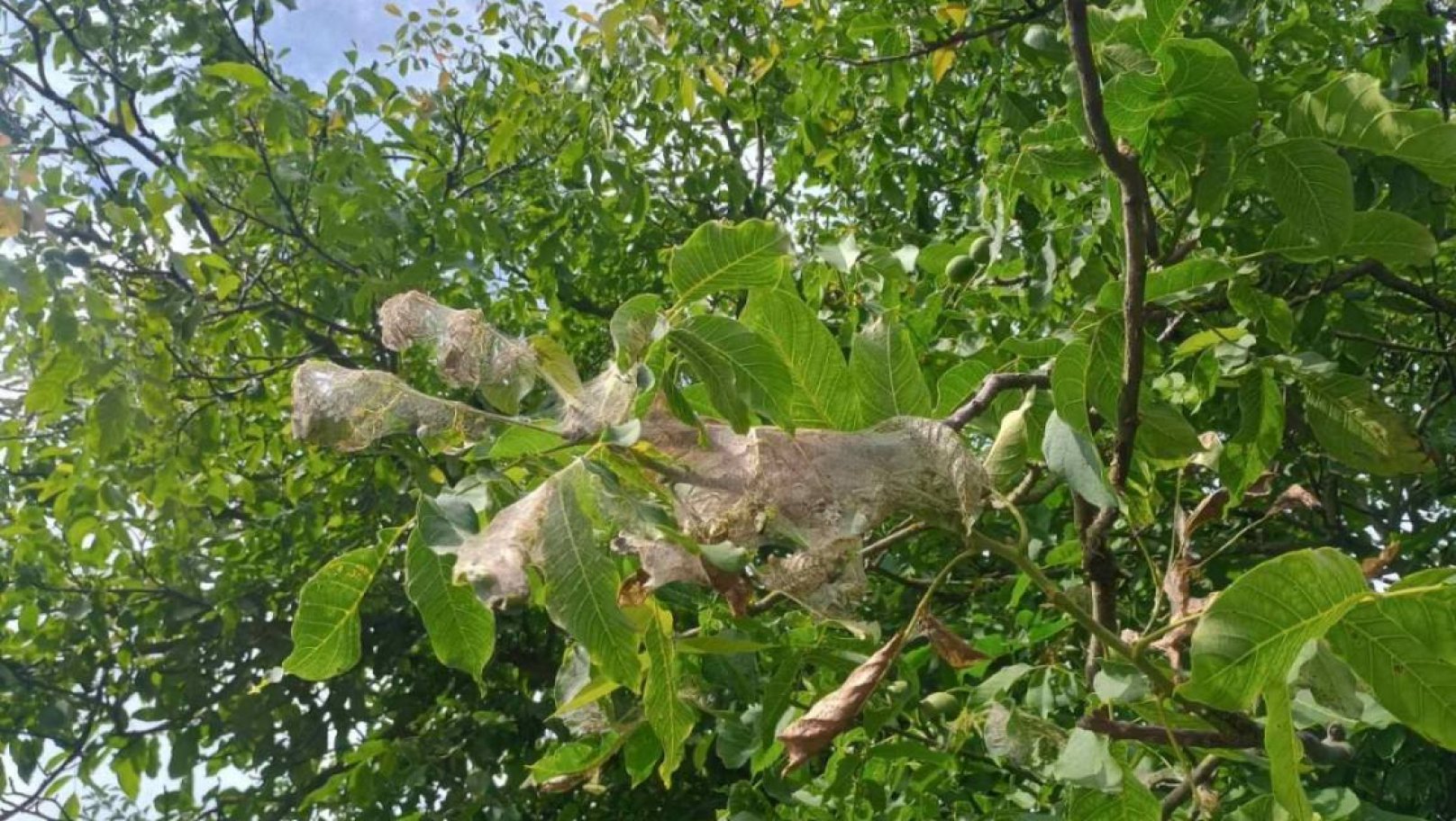 На Львівщині ввели карантин через Американського білого метелика