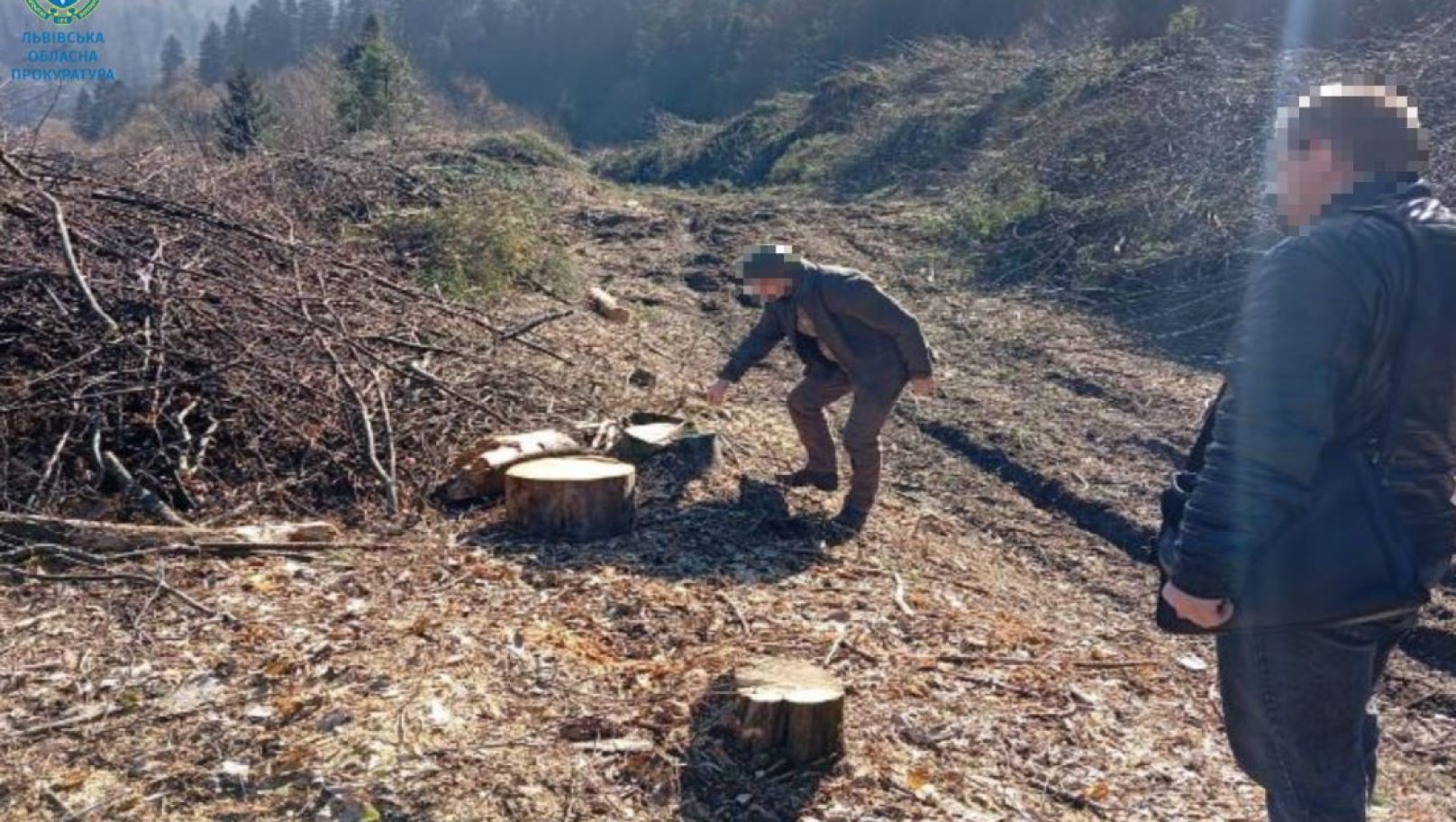 На Стрийщині судитимуть місцевого мешканця за незаконну вирубку лісу на майже 260 тисяч гривень
