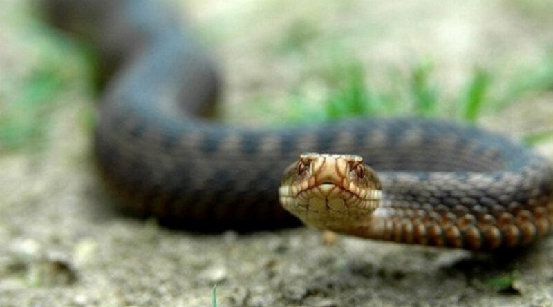 Укус змії на Львівщині: 59-річний чоловік у лікарні