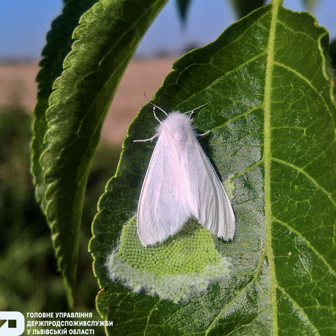 Небезпечного шкідника виявили у Львівському районі