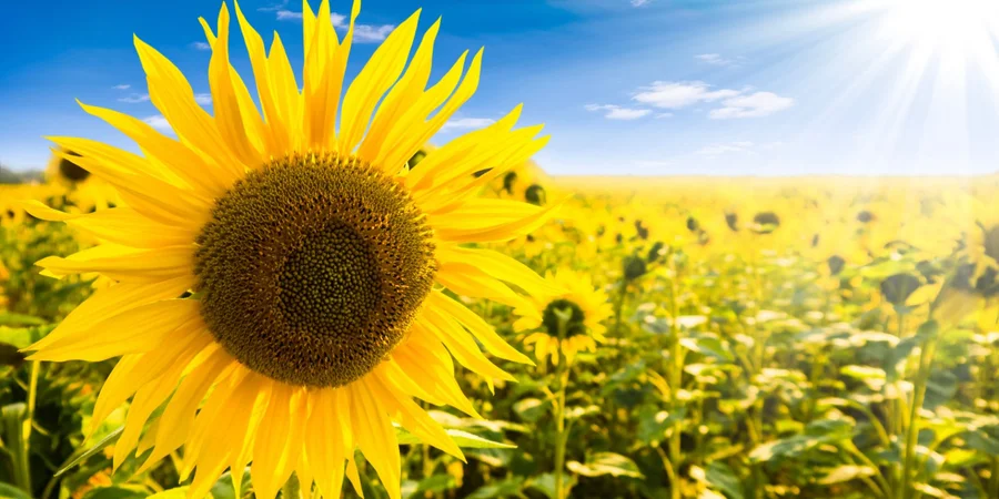 Гаряче літо не відпускає: 16 серпня на Львівщині синоптики прогнозують сильну спеку