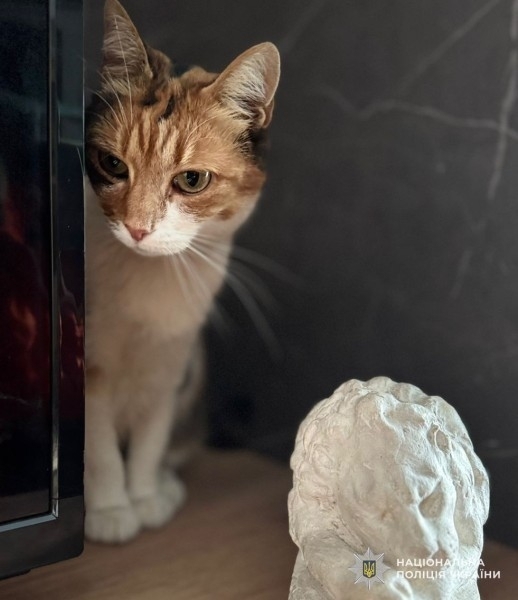 Поліцейські у Львові знайшли кішку, яку викрали