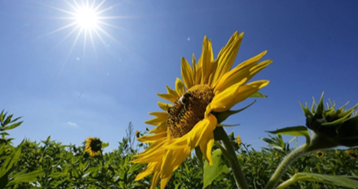 В останні дні літа на Львівщину повертається сонячна погода