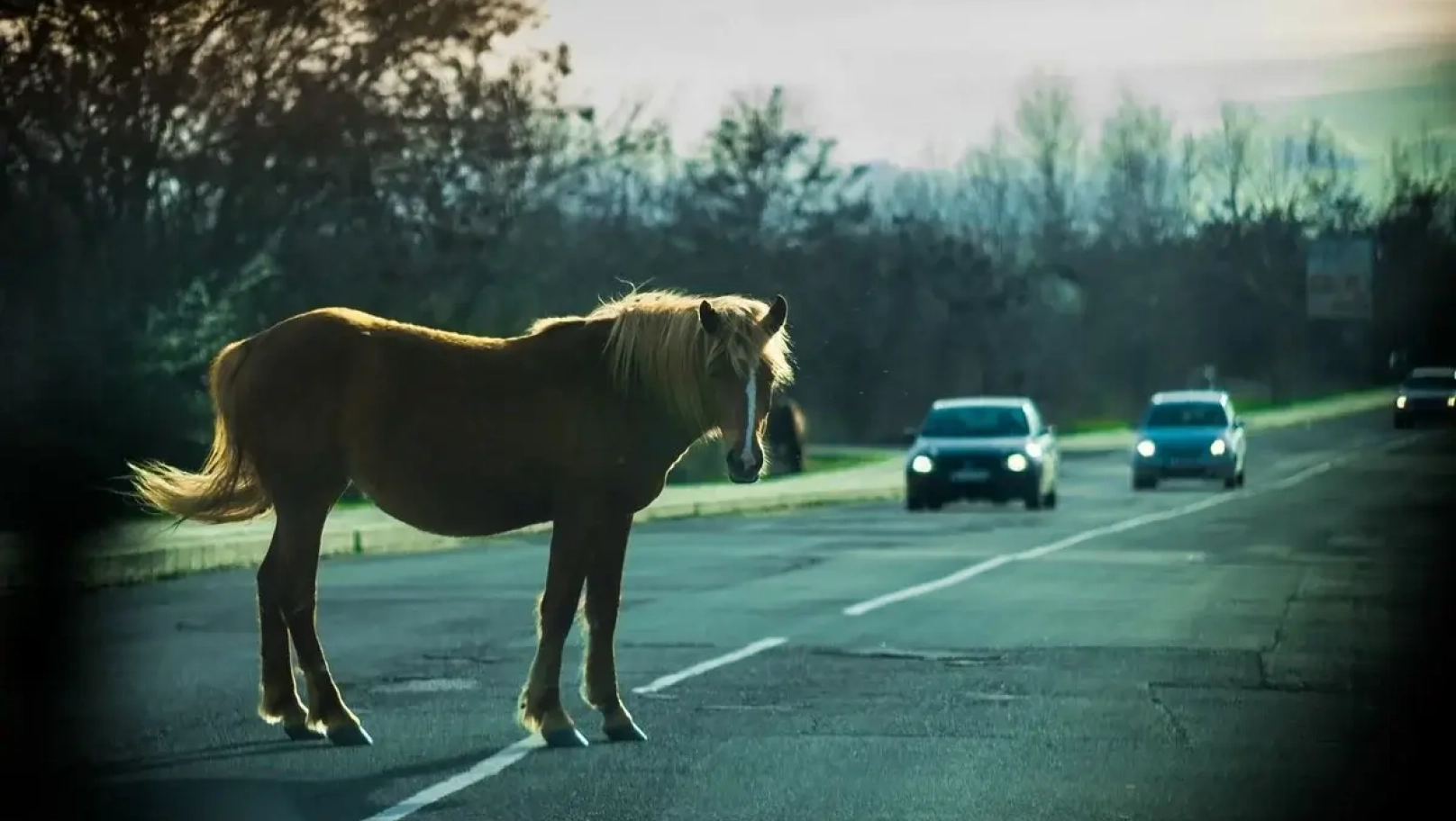 ДТП через коня на Львівщині: господар отримав штраф