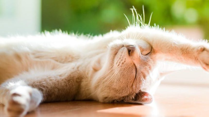 Завтра Львівщину знову накриє спека – прогноз погоди на 13 серпня