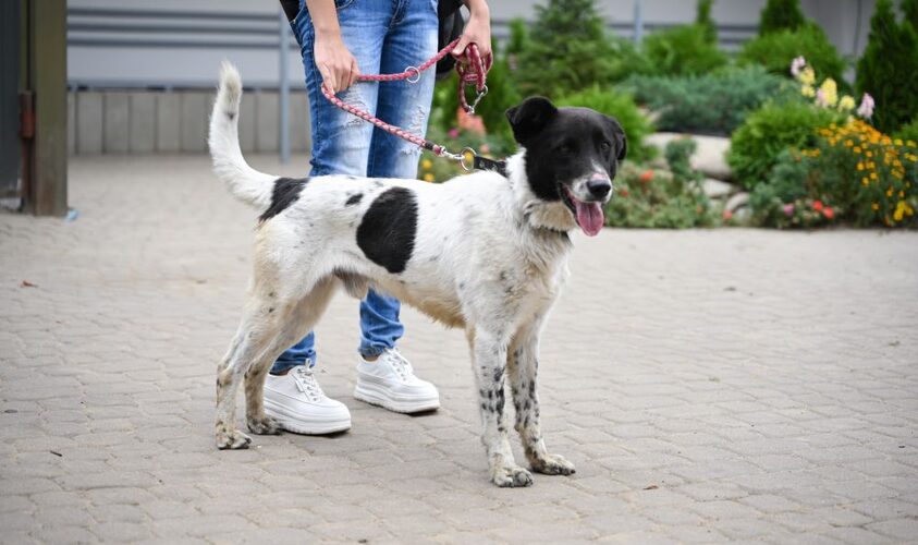 Ловці ЛКП «Лев» працюватимуть у громаді: графік виїздів