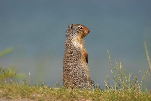 На Золочівщині зафіксували вид ховраха, занесеного до Червоної книги
