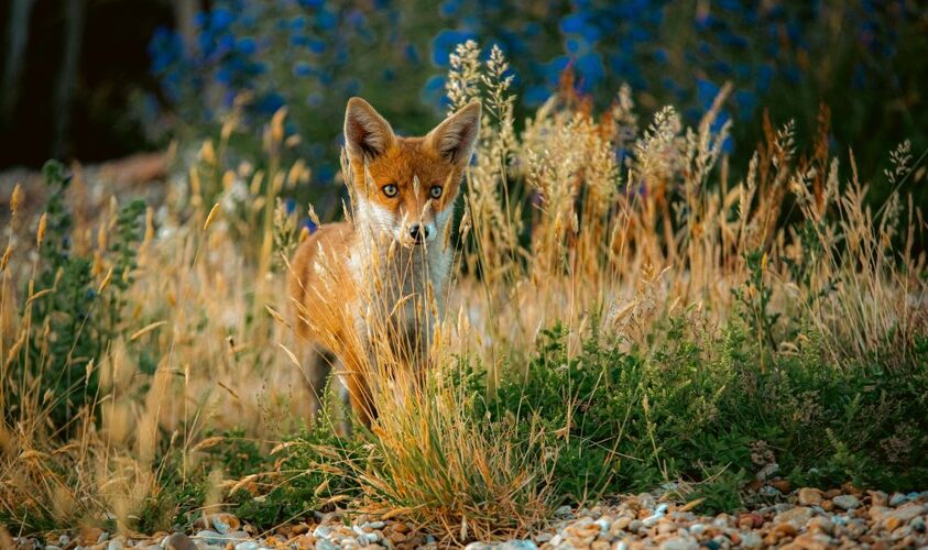 У Львові проводять імунізацію лисиць від сказу