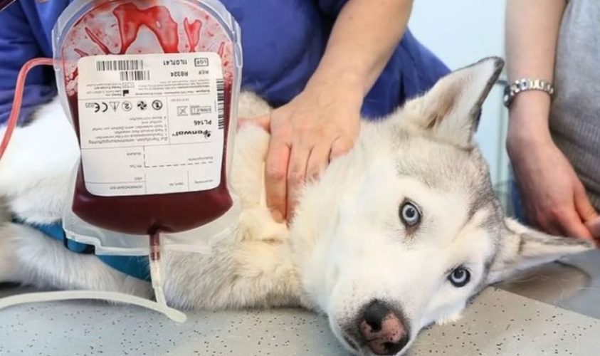 ЛКП «Лев» шукає собак-донорів крові