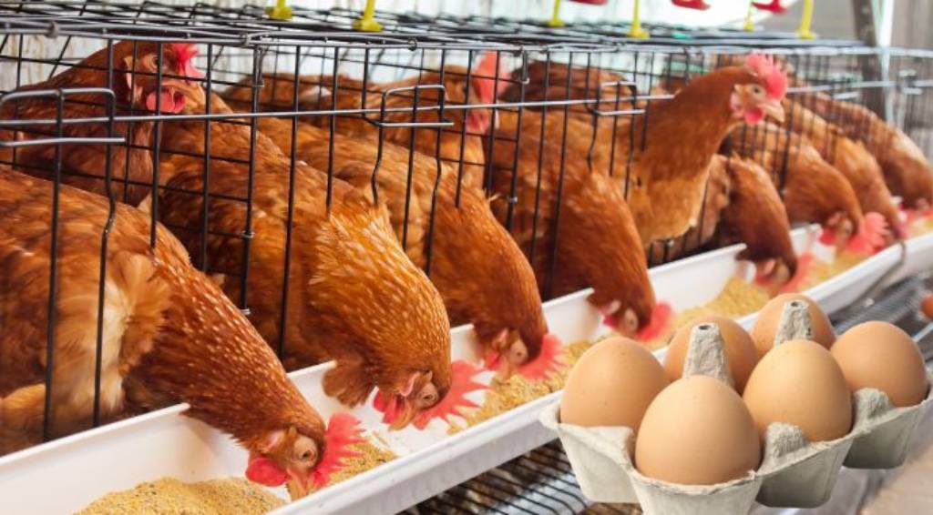 Масштабний проєкт біля Львова: що принесе нова ферма?