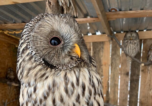 Домівка врятованих тварин просить небайдужих допомогти із закупівлею корму для птахів