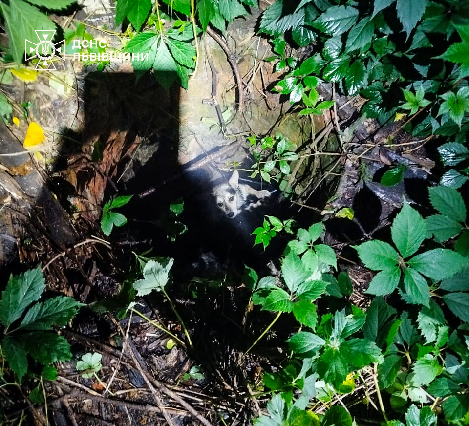 Добре серце здатне врятувати життя: рятувальники витягли собаку з каналізації завдяки небайдужій жінці