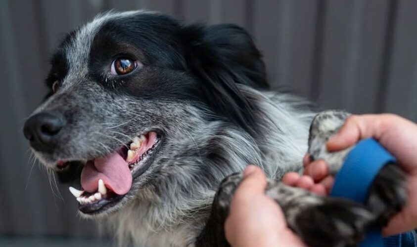 Стоматологія для тварин: у ЛКП «Лев» запрацювала нова послуга