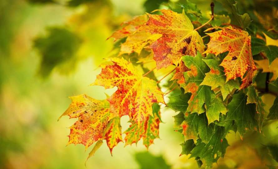 Тепло та хмарно: якою буде погода на Львівщині 13 вересня