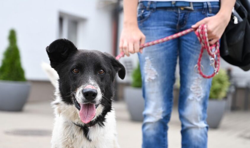 ЛКП «Лев» в пошуках доглядальника/ці за тваринами