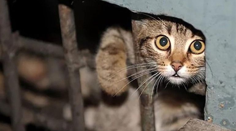 Поліція Львівщини шукає двох підлітків, які знущались над кошеням